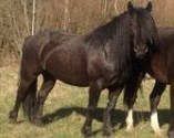 SIXTEN