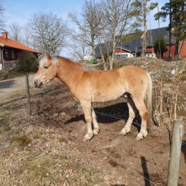 ASSAR  ( Väbjörn Assarson) ev HELÅR fr juni