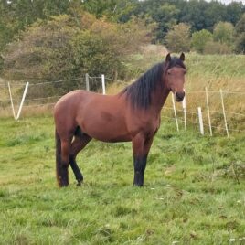 JUM-JUM ca 152 cm uthyres 19/6-2/8 enl ö.k